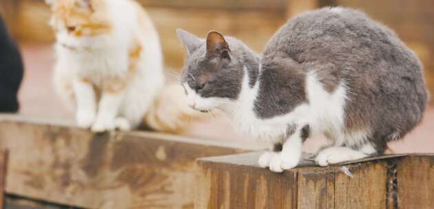 猫坐在木头上