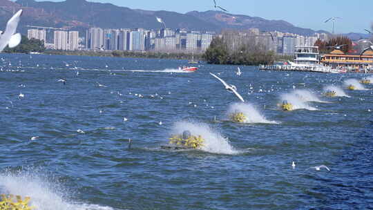 昆明海埂大坝看海鸥