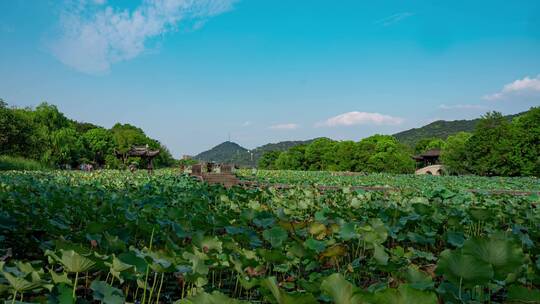 杭州湘湖起云阁荷塘