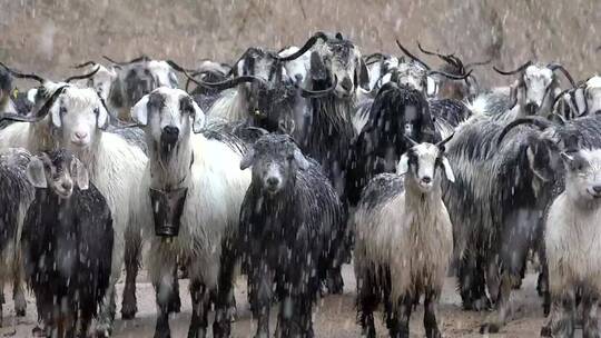 暴风雪下的一群山羊