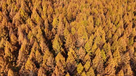 4K秋天森林日出大兴安岭树林金秋六峰山