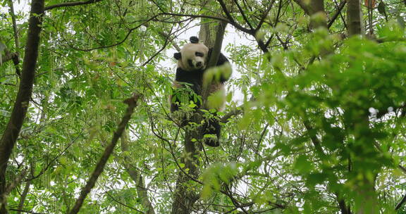 春天树林里爬树的大熊猫抱着树干玩耍