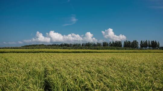 东北稻田五常大米种植水稻视频素材模板下载