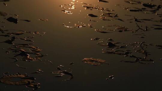 夕阳下的湖面  冰水相融  残荷落日