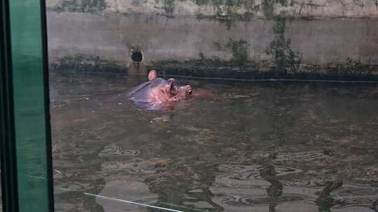 河马 马 动物 动物园 大河马 小河马