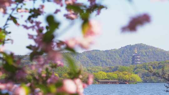 杭州西湖雷峰塔春天风景