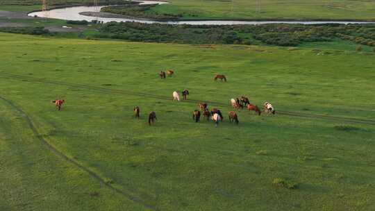 湿地河畔马群
