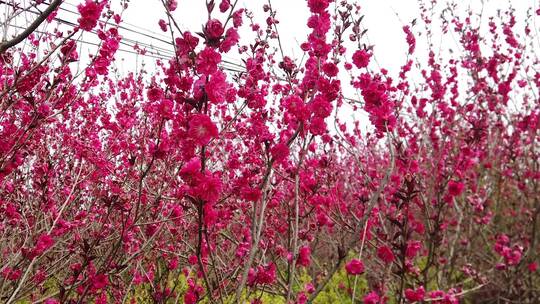 桃花素材