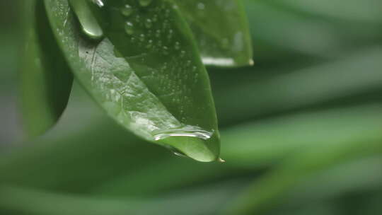 水滴在叶子上特写