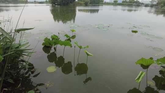 自然风光树枝树叶无锡太湖鼋头渚风景区实拍