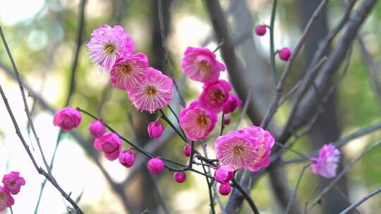 春季红色梅花景观