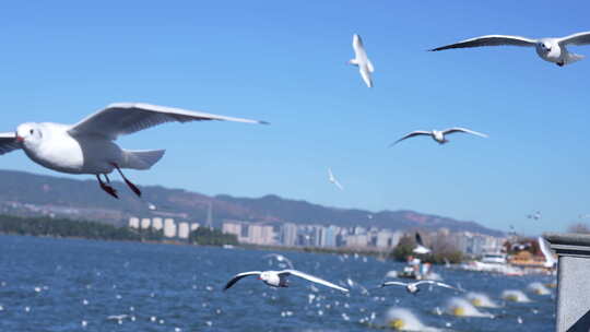 昆明海埂大坝看海鸥