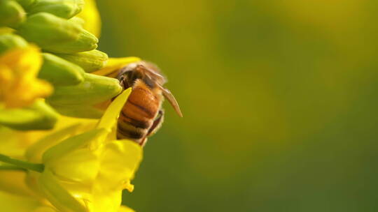 特写慢镜头春天的蜜蜂把头埋进花朵里采蜜
