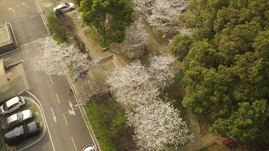 城市社区初春樱花航拍