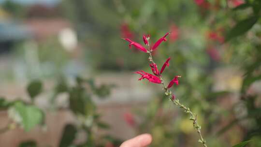 鼠尾草，植物，花，粉红色