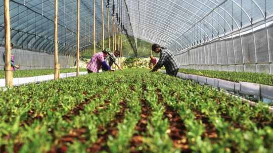 大棚里的石斛种植浇灌养护