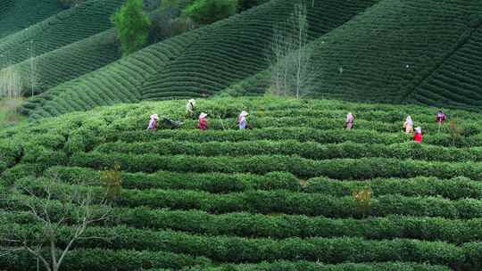 唯美茶园航拍视频素材模板下载