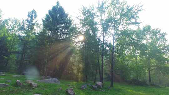航拍清晨森林丁达尔效应