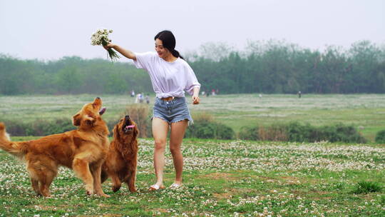 美女和宠物金毛狗在春天鲜花草地上奔跑玩耍