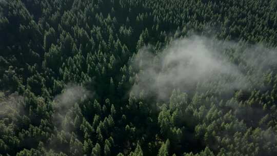 森林光影云雾天然氧吧清晨山间云雾树木仰拍