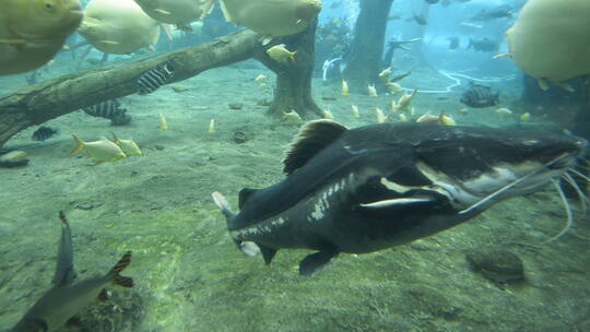 海底世界鱼视频素材模板下载