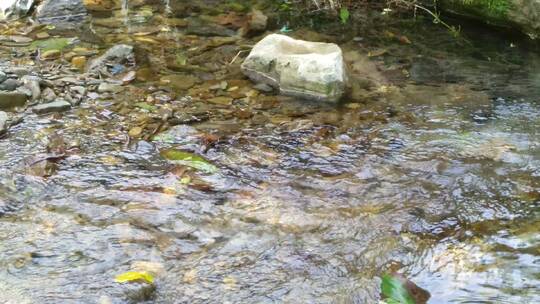 水资源水流和水草视频素材模板下载