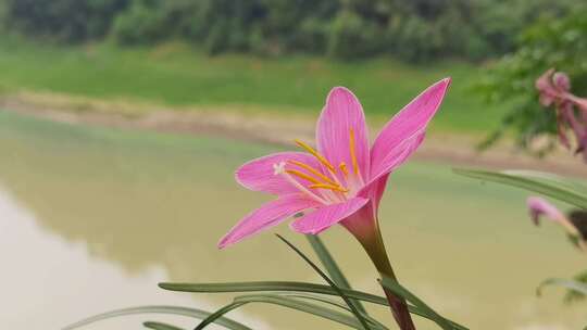 兰花开花特写