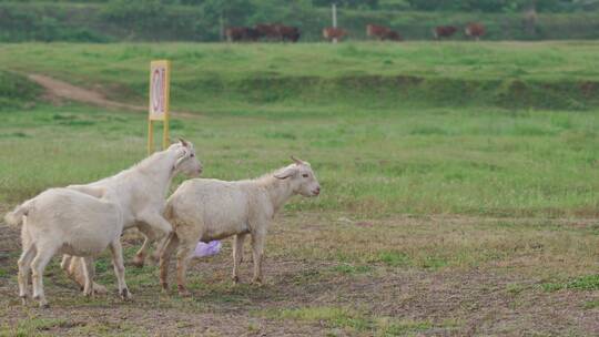 安徽省黄山市歙县杏村徽州大草原的山羊交配