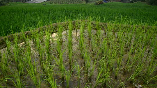 农舍与水稻梯田在绿谷-萨帕越南