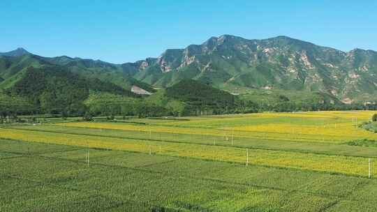 4K航拍向日葵花海    田野 农业种植