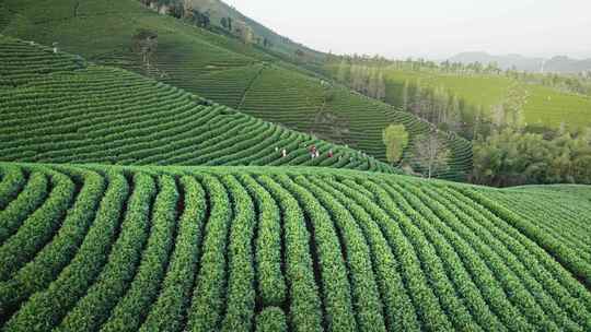 茶园茶山安吉白茶视频素材模板下载