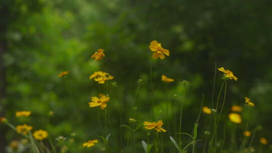 户外野花 山野 野菊花 花海