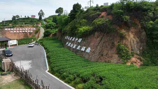 航拍福建宁德福鼎茶山白茶祖地视频素材模板下载