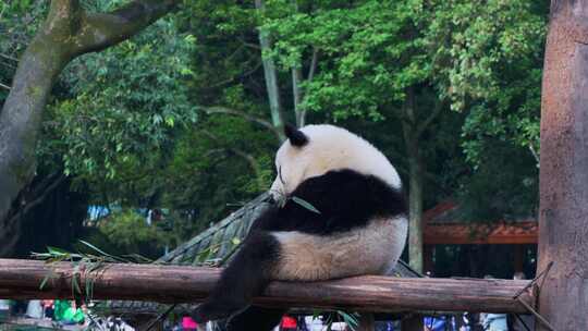 大熊猫打闹抢竹子吃视频合集视频素材模板下载