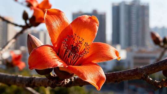 城市背景下盛开的木棉花