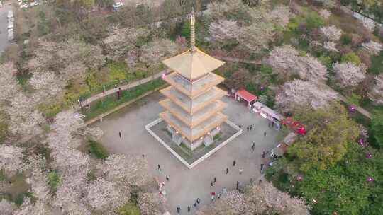 武汉东湖樱花园樱花盛开的公园