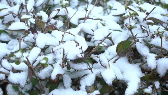 下雪天树叶上的积雪视频素材模板下载