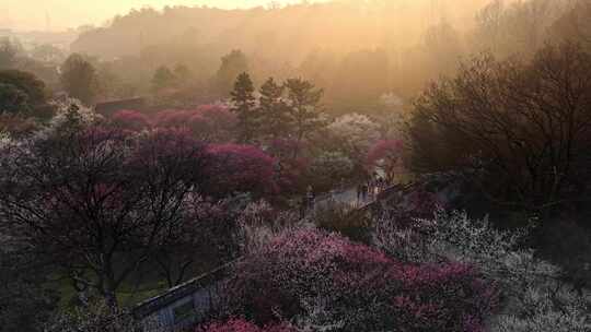 杭州植物园梅花