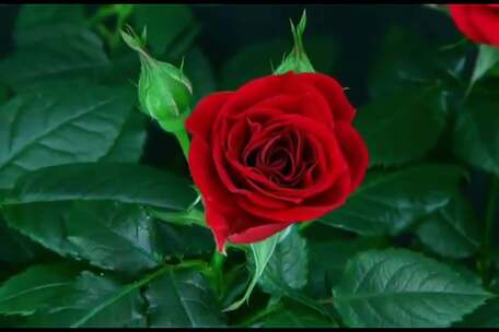 延时花园红色玫瑰花开花春暖花开春天