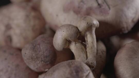 新鲜松蘑红蘑松树蘑菇LOG视频素材