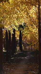 北京的秋天树叶光影