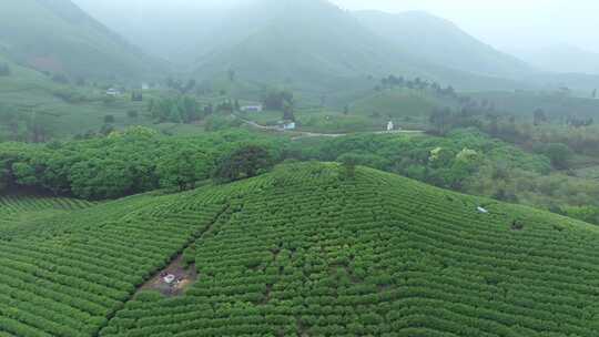 航拍茶山 茶山清晨云雾  云雾茶 茶山宣传片