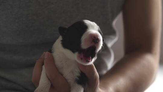 刚出生的边牧犬幼崽特写