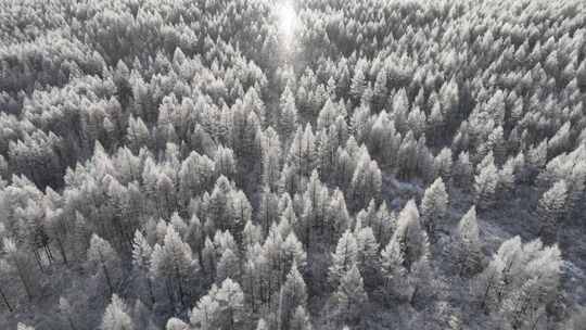 航拍大兴安岭太阳雪银色松林