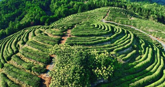 武夷山核心产区茶园星村镇岩茶福建0423