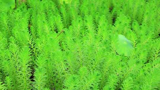 水生植物狐尾藻水草特写