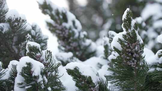 冬天下雪唯美雪景松树枝头被雪覆盖