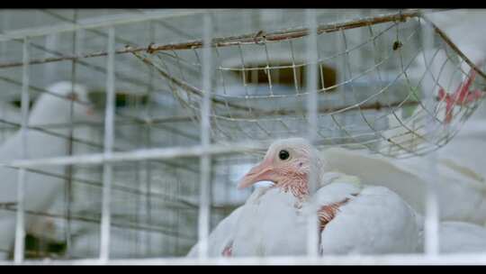 高清实拍乡村振兴农村风光肉鸽养殖基地鸽子视频素材模板下载