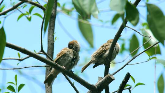树枝上的麻雀相互观望