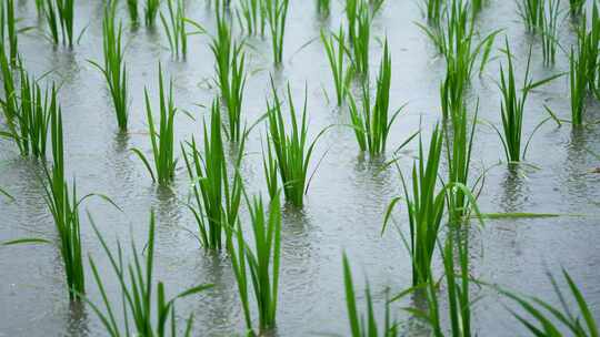 高山水稻田雨水滴答远处山峰云雾缭绕